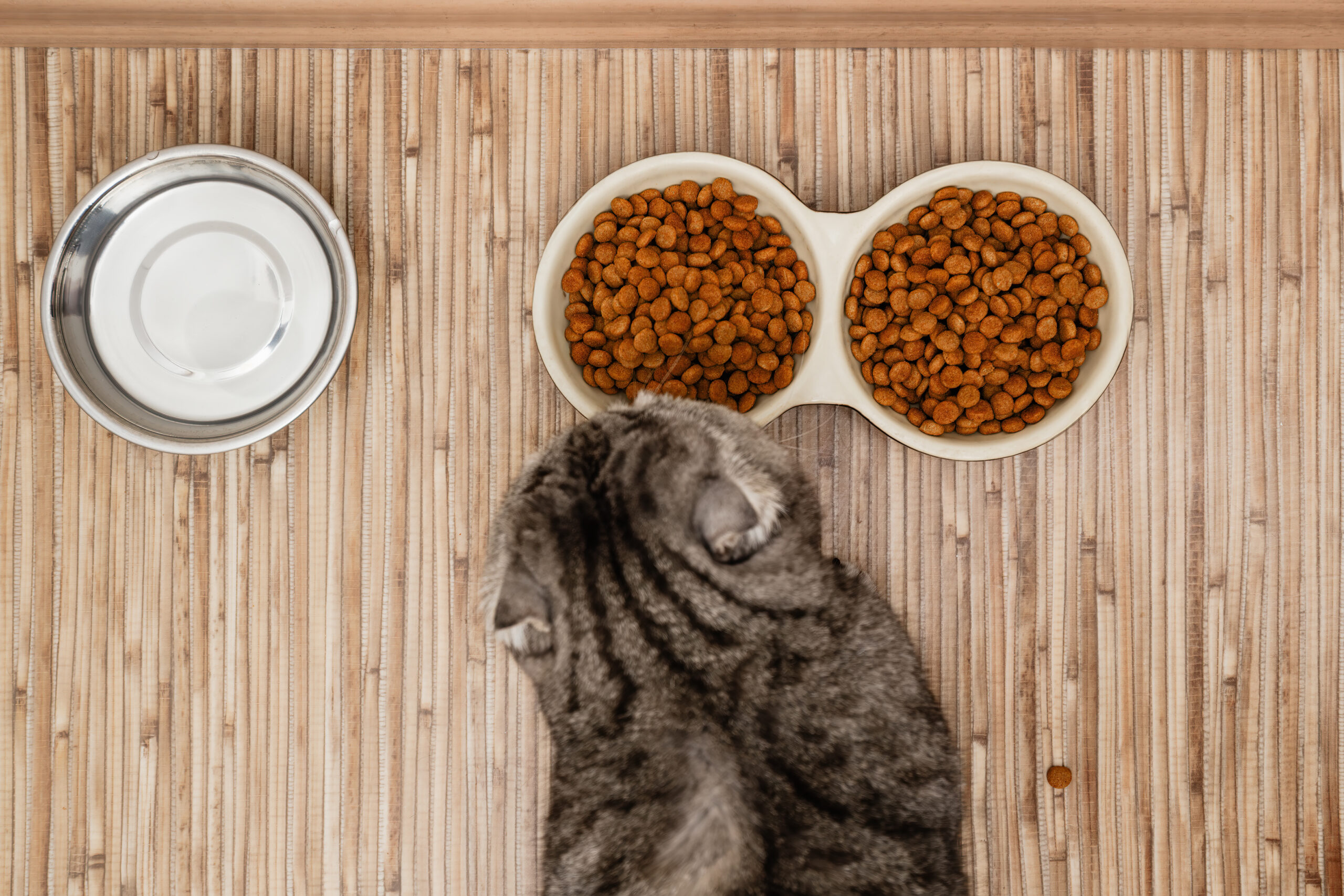 Kedi Maması: Kedinizin Sağlığı İçin Doğru Beslenme