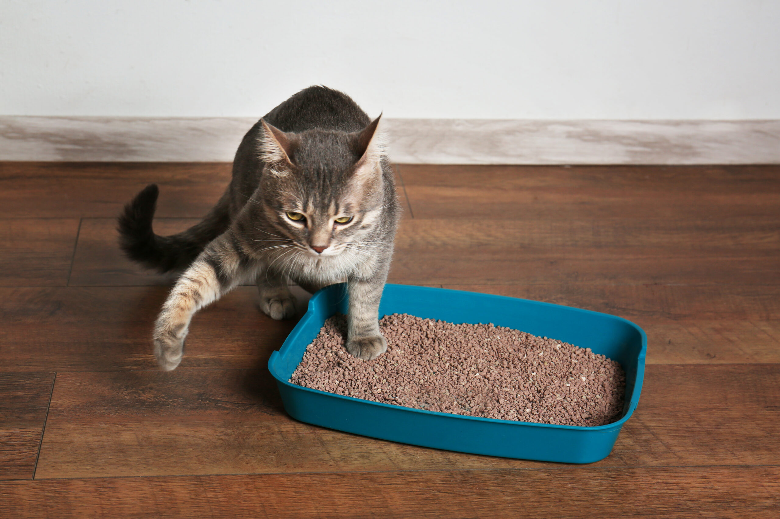 Kedi Kumu: Kedinizin Tuvalet İhtiyacını Karşılarken Bilinmesi Gerekenler