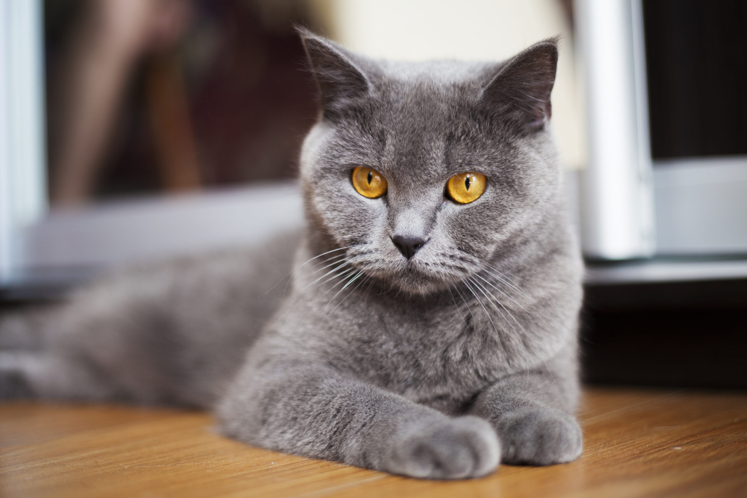 Farklı Kedi Cinsleri: Özellikleri ve Bakımı
