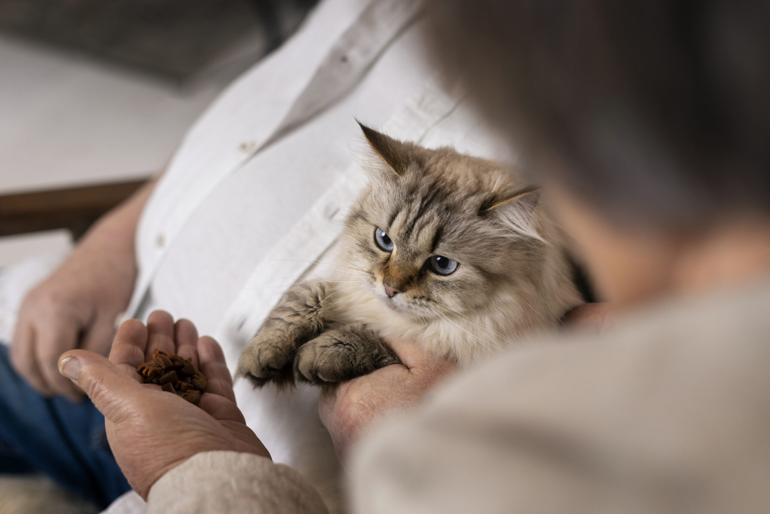 Kedi Sahiplenme: Yeni Bir Dost Edinmenin İncelikleri