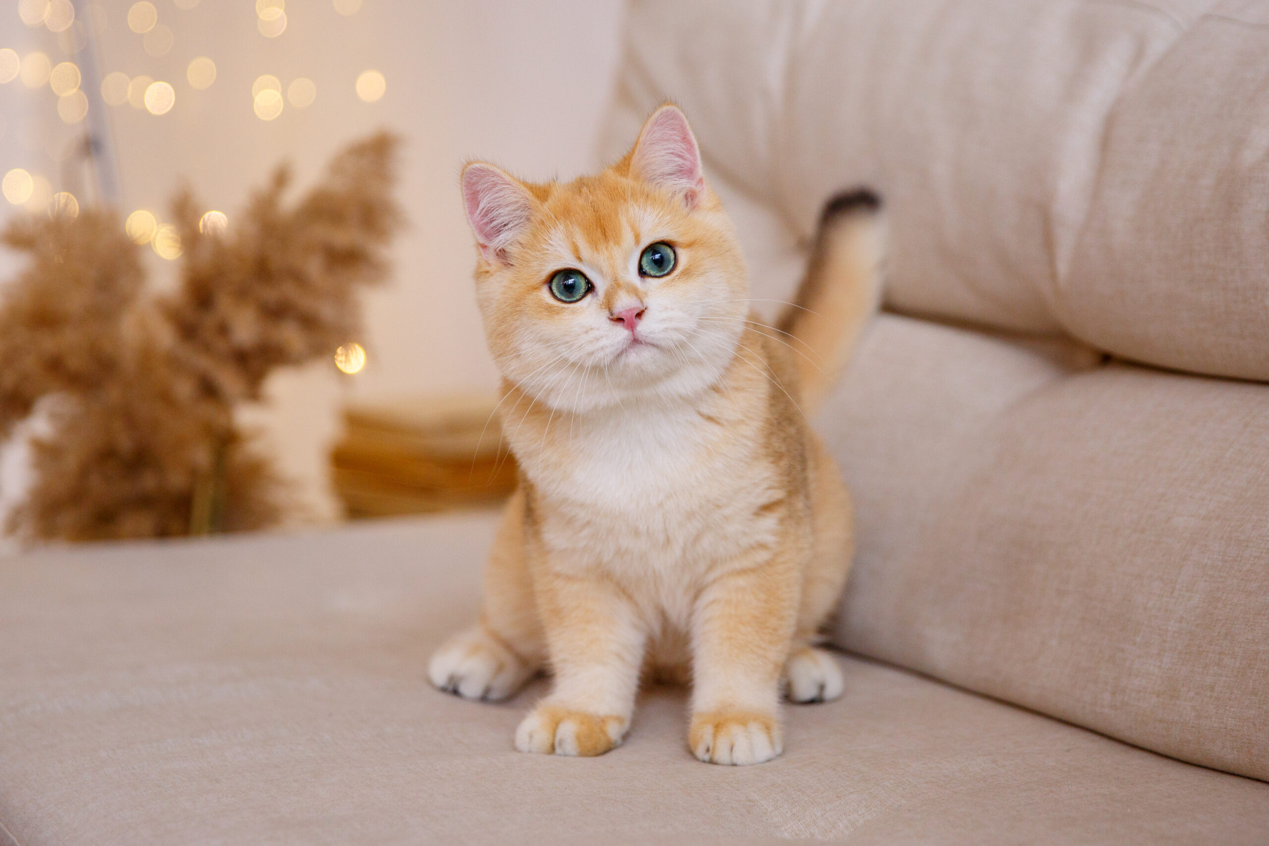 Kedi İsimleri: Sevimli Dostunuza En Uygun İsmi Bulma Rehberi
